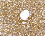 Cytochrome C Antibody in Immunohistochemistry (Paraffin) (IHC (P))