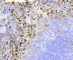 Cytochrome C Antibody in Immunohistochemistry (Paraffin) (IHC (P))