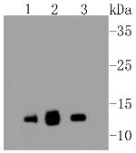 Cytochrome C Antibody in Western Blot (WB)