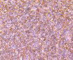 Human IgM Antibody in Immunohistochemistry (Paraffin) (IHC (P))