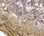 MYLK Antibody in Immunohistochemistry (Paraffin) (IHC (P))