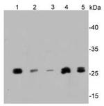 SIRT3 Antibody in Western Blot (WB)
