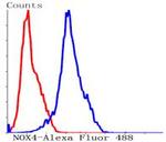 NOX4 Antibody in Flow Cytometry (Flow)