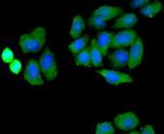 NOX4 Antibody in Immunocytochemistry (ICC/IF)