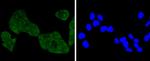 NOX4 Antibody in Immunocytochemistry (ICC/IF)