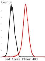 BAD Antibody in Flow Cytometry (Flow)