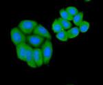 BAD Antibody in Immunocytochemistry (ICC/IF)