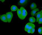 BAD Antibody in Immunocytochemistry (ICC/IF)