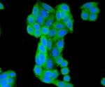 BAD Antibody in Immunocytochemistry (ICC/IF)