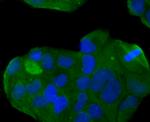 B7-H4 Antibody in Immunocytochemistry (ICC/IF)