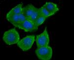 B7-H4 Antibody in Immunocytochemistry (ICC/IF)