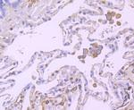 B7-H4 Antibody in Immunohistochemistry (Paraffin) (IHC (P))