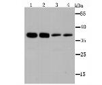 B7-H4 Antibody in Western Blot (WB)