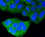 Glypican 1 Antibody in Immunocytochemistry (ICC/IF)