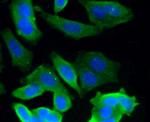 Glypican 1 Antibody in Immunocytochemistry (ICC/IF)