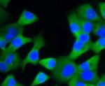 Glypican 1 Antibody in Immunocytochemistry (ICC/IF)