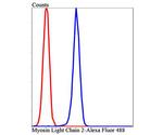 MYL2 Antibody in Flow Cytometry (Flow)