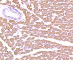 MYL2 Antibody in Immunohistochemistry (Paraffin) (IHC (P))