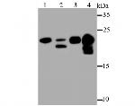 MYL2 Antibody in Western Blot (WB)