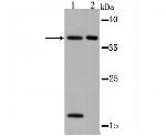 OGG1 Antibody in Western Blot (WB)