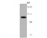 Cathepsin D Antibody in Western Blot (WB)