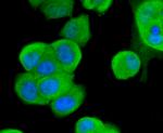 TNFRSF11B Antibody in Immunocytochemistry (ICC/IF)