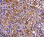 TNFRSF11B Antibody in Immunohistochemistry (Paraffin) (IHC (P))