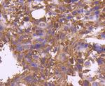 TNFRSF11B Antibody in Immunohistochemistry (Paraffin) (IHC (P))