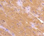 TNFRSF11B Antibody in Immunohistochemistry (Paraffin) (IHC (P))