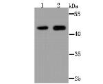 TNFRSF11B Antibody in Western Blot (WB)