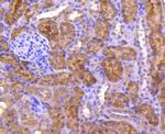 ASS1 Antibody in Immunohistochemistry (Paraffin) (IHC (P))