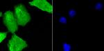 PCBP1 Antibody in Immunocytochemistry (ICC/IF)