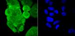 PCBP1 Antibody in Immunocytochemistry (ICC/IF)