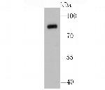 Calpain 1 Antibody in Western Blot (WB)