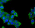 Jagged1 Antibody in Immunocytochemistry (ICC/IF)