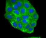 Jagged1 Antibody in Immunocytochemistry (ICC/IF)