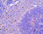 S100A8 Antibody in Immunohistochemistry (Paraffin) (IHC (P))