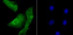 DDB1 Antibody in Immunocytochemistry (ICC/IF)