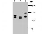 DDB1 Antibody in Western Blot (WB)