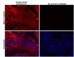 beta-3 Tubulin Antibody in Immunohistochemistry (Paraffin) (IHC (P))