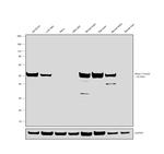 beta-3 Tubulin Antibody in Western Blot (WB)