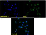 beta-3 Tubulin Antibody in Immunocytochemistry (ICC/IF)