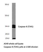 Caspase 8 Antibody in Western Blot (WB)