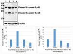 Caspase 8 Antibody in Western Blot (WB)