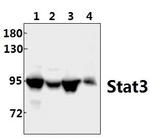 STAT3 Antibody in Western Blot (WB)