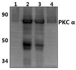 PKC alpha Antibody in Western Blot (WB)