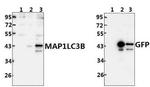 LC3B Antibody in Western Blot (WB)