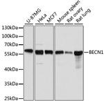 Beclin 1 Antibody in Western Blot (WB)