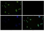 Beclin 1 Antibody in Immunocytochemistry (ICC/IF)