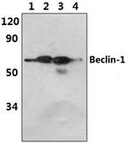 Beclin 1 Antibody in Western Blot (WB)